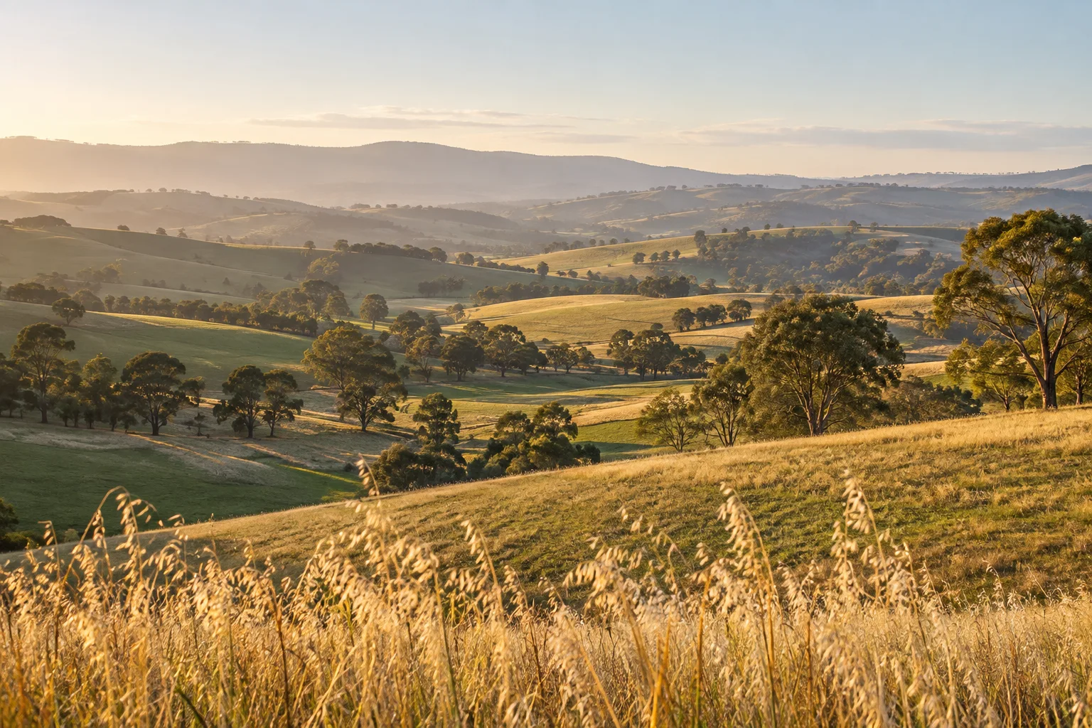 Golden oats, eucalyptus trees and rolling Australian farmland in the morning sun